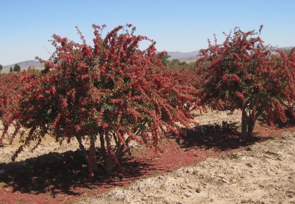 صادرات زرشک به افغانستان؛ ایران قطب تولید زرشک در جهان